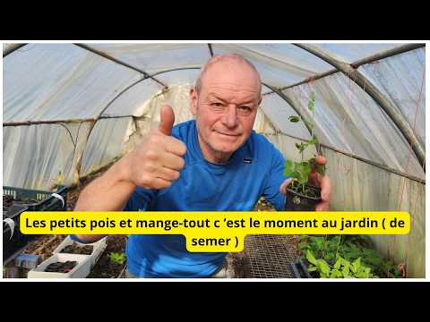 Les choufleurs arrivent dans la serre  ; le live de 6h 15  27 février  !