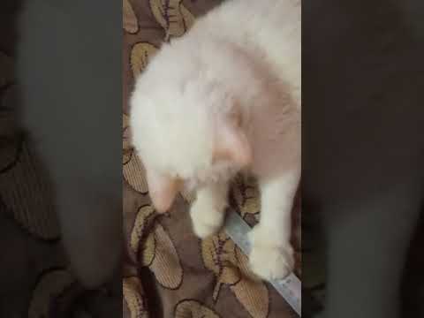 cat playing cute
