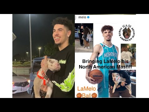 4/20/2024 Bringing LoMelo Ball his North American Mastiff