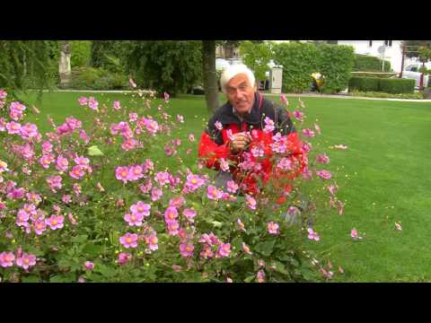 VOL.AT-Gartentipp: Die Anemone