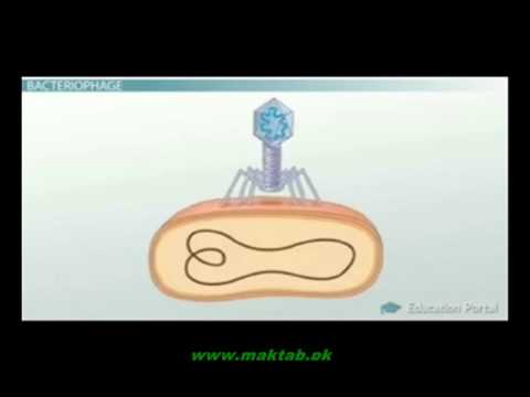 FSc Biology Book1, CH 5, LEC 8: Life Cycle of Bacteriophage