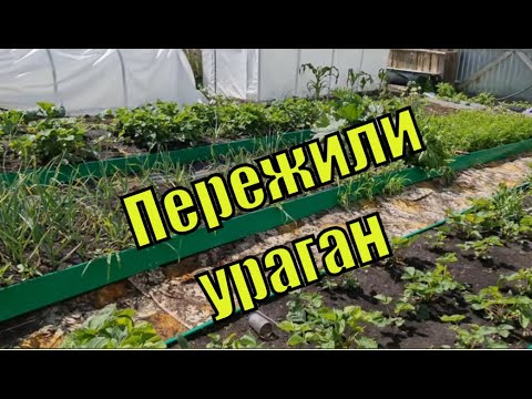 Огород некудышного огородника. Пережили ураган.Чудотеплица./Семья Фетистовых