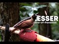Lesser bird-of-paradise: 4K Wildlife Video from West Papua