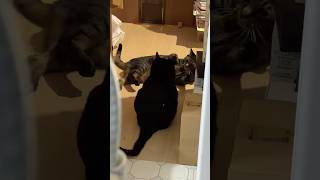 こっそり見る、キャットファイト #shorts #猫のいる暮らし #ねこライフ #cat #猫のいる風景  #catshorts