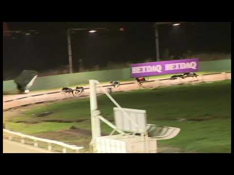 Good Karma - SIS Yorkshire St Leger Heat 1