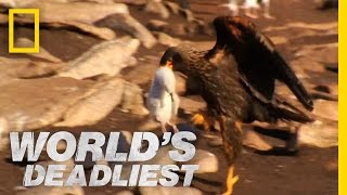World's Deadliest - Caracaras Eat Baby Seabirds