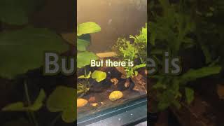 Lobster Babies