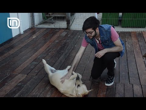 Life is Better with Friends 31052017 - Informacion per Labradoret