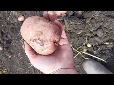 Российский сорт картофеля Кумач. Устойчив к фитофторе, вкусен и красив 🙂