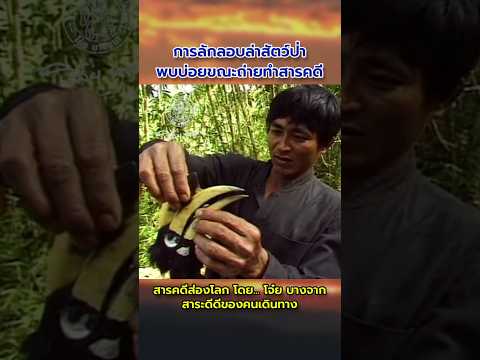 การเดินทางบางช่วง ระหว่างการไปพิสูจน์สิ่งมีชีวิตประหลาด ตามคำบอกเล่าของพรานชาวเมียนมา #เดินป่า #ป่า