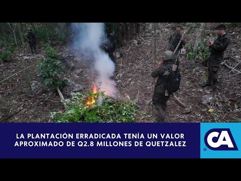 El Ejército realizó operativos para erradicar plantaciones ilícitas en Alta Verapaz