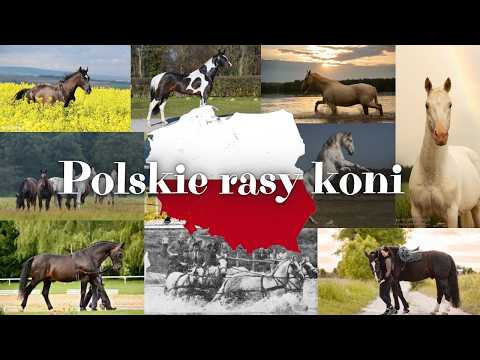 Rasy koni #98 - Koń Wielkopolski, Małopolski i Śląski 🐎🇵🇱
