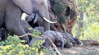 How to Wake Up a Baby Elephant