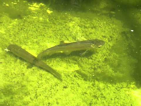 Ctenopharyngodon idella