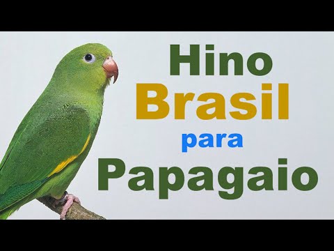 Hino brasil para papagaio - hino para treinar papagaio