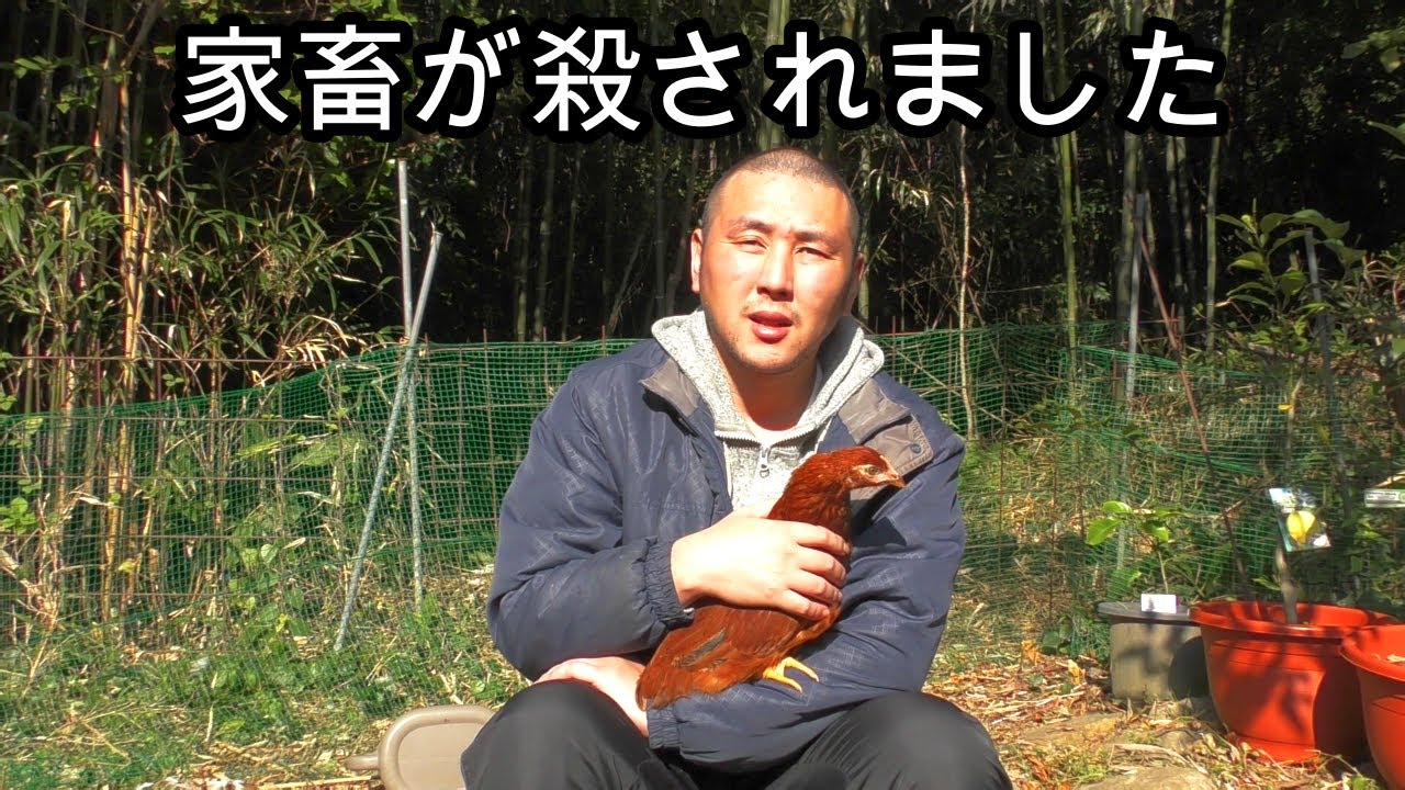 【謝罪】ニワトリのベッカムがタヌキにやられました。