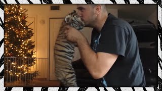 How to hypnotize a tiger cub