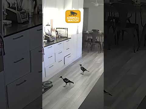 Des voleurs d'aliments pour animaux de compagnie filmés par la caméra