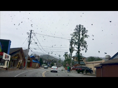TDW 1769 - Hurricane Force Winds Hit Gatlinburg