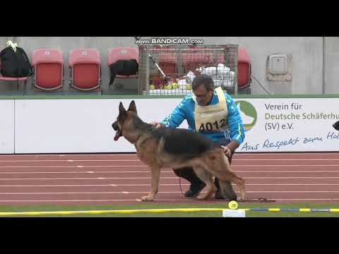 BSZS-2022 N-044 Quantum v  Schonen Rosen