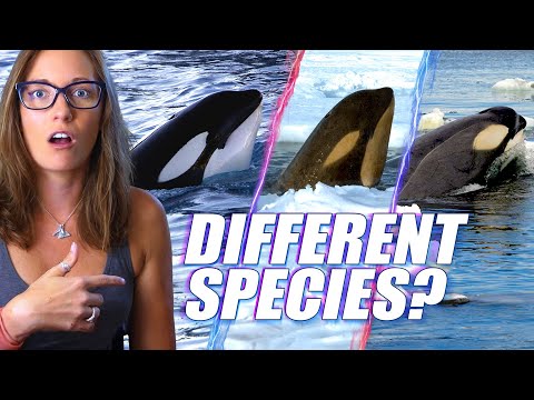 These Orcas Are So Different They Might Be New Species