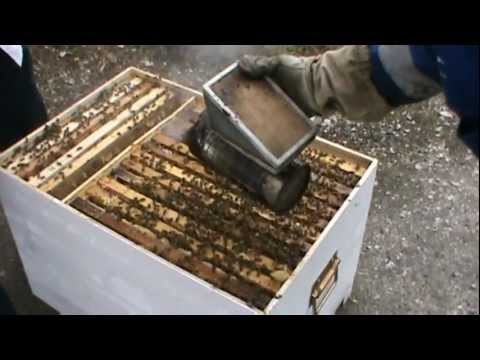 4. Apicultura practica - Analiza amanuntita a comportamentului Bio Stupului pe vatra 4/4