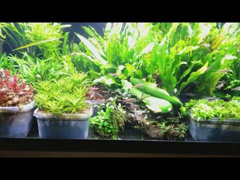 Best algae eaters in planted tanks!
