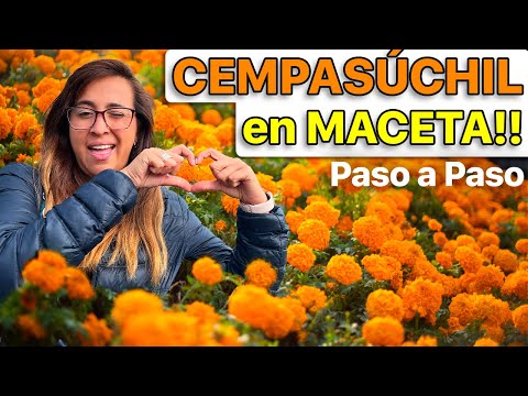 🎃  ¿CÓMO y CUÁNDO SEMBRAR la flor de CEMPASÚCHIL? 🪴 (Datos curiosos que tienes que saber)