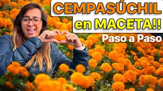 🎃  ¿CÓMO y CUÁNDO SEMBRAR la flor de CEMPASÚCHIL 🪴 (Datos curiosos que tienes que saber)