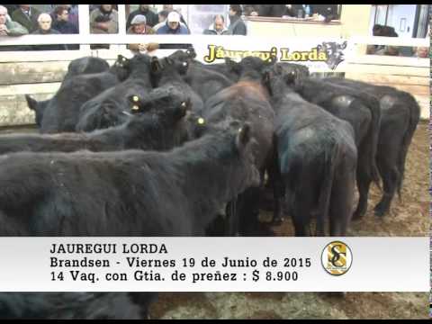 19-06-15 Venta de Vientres- Jauregui Lorda - Brandsen.