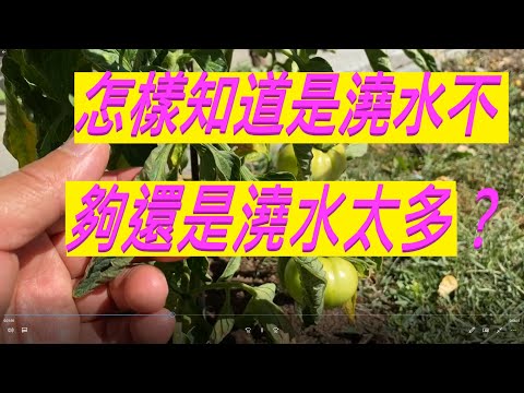 , title : '怎樣知道是澆水不夠 還是澆水太多？How Do I Know If It Is Underwatering Or Overwatering?'