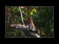 Focus on Wildlife: EXCERIAâ?¢ - 4K Shooting, Amazon Jungle, Ecuador