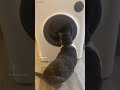 30 OFF With PURRCLEAN30 Cats Savings Litterbox Sale Coupons Funny Youtuber