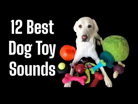 Squeaky Toy Sounds ,Sounds Dogs React To, Sound to attract dogs  #prankyourdog #squeaky