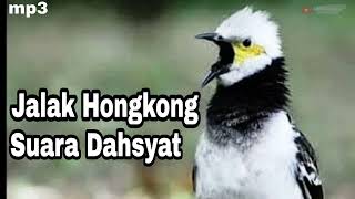 Download lagu Jalak Hongkong Gacor mp3
