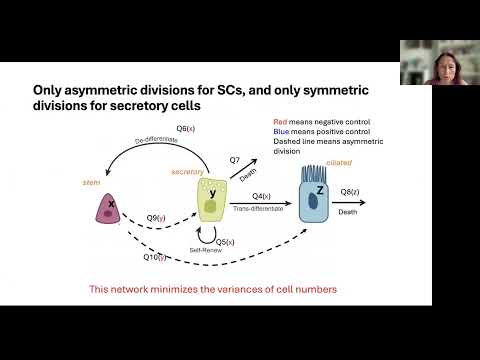Cancer stem cells II