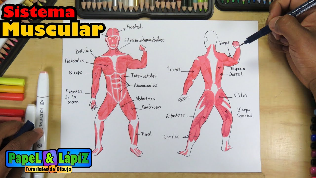 Cómo dibujar el Sistema Muscular humano / Aparato locomotor