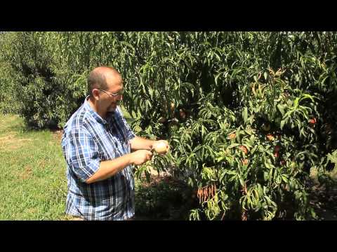 download lagu mp3 mp4 Champagne Peach Tree, download lagu Champagne Peach Tree gratis, unduh video klip Champagne Peach Tree