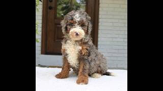 Video preview image #1 Bernedoodle (Miniature) Puppy For Sale in NARVON, PA, USA