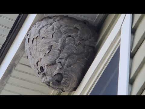 Massive Bald-Faced Hornets Nest Hanging by the Bedroom Window in Metuchen, NJ