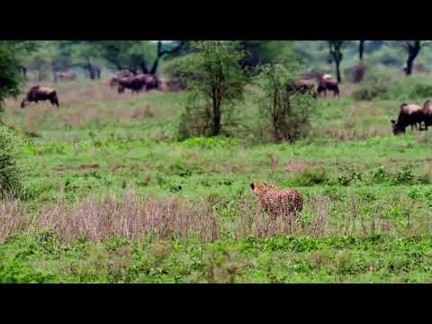 Completely unaware wildebeest calf vs a fast cheetah