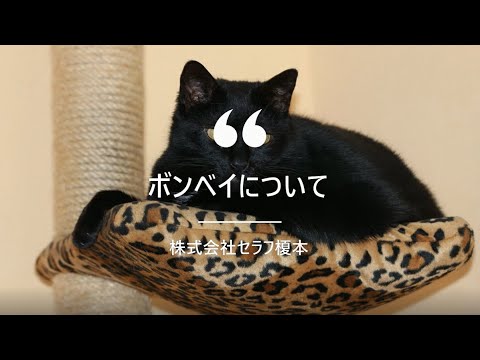 ボンベイ (猫)について詳しく解説