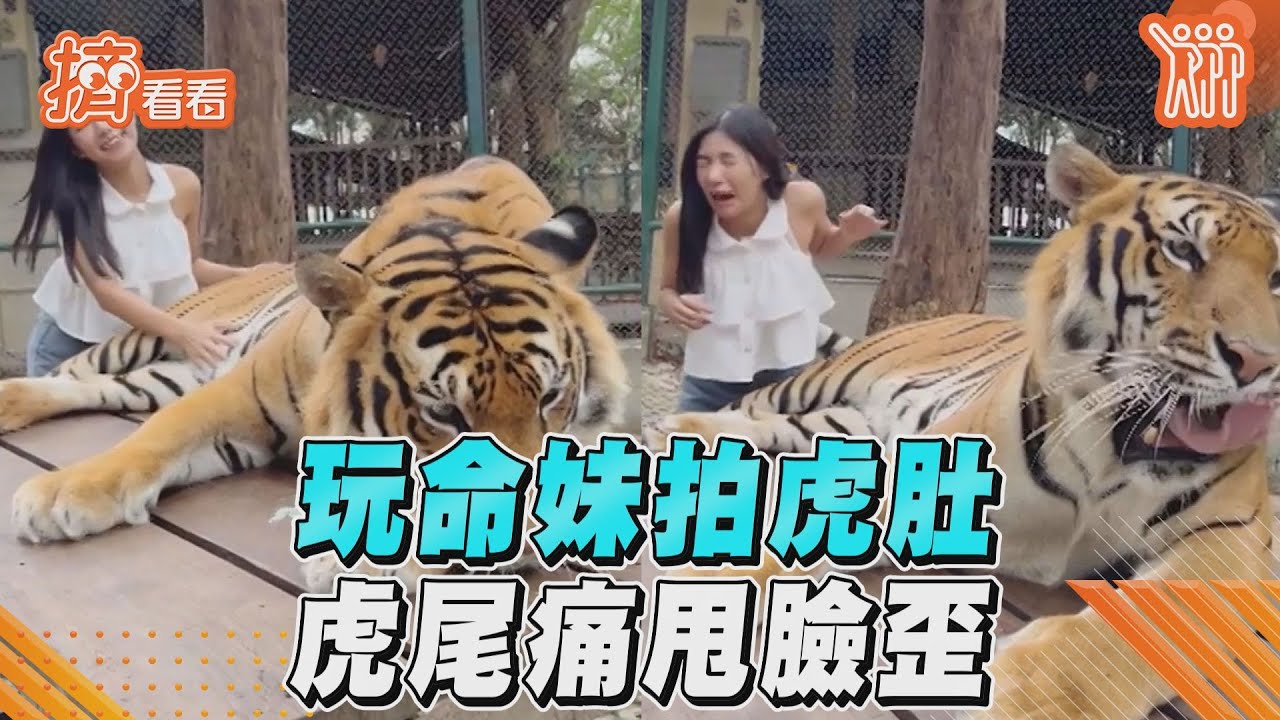 影音/大膽妹子超狂擼老虎肚 虎尾巴痛甩教訓她臉瞬歪