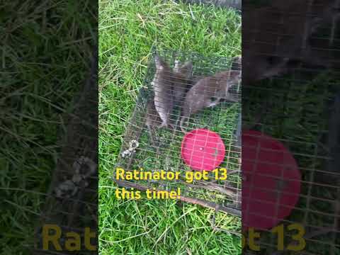 The Ratinator - A Review