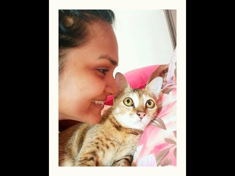 Baby Teena #cutecats #playfulcats #suchacutie