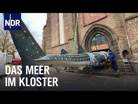 Trotz Baustopp und Datenklau: Comeback fürs Meeresmuseum Stralsund | die nordstory | NDR Doku