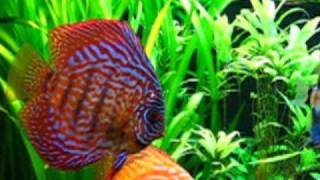 Keren Ann - End Of May feat. Meeresaquarium Zella Mehlis