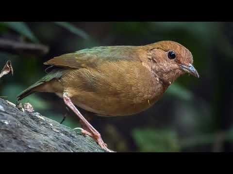 Pita modrotylová (Hydrornis nipalensis) — hlas a správanie v prírode