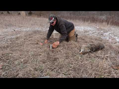The Most IMPORTANT Part To SUCCESSFUL COYOTE TRAPPING!!!!