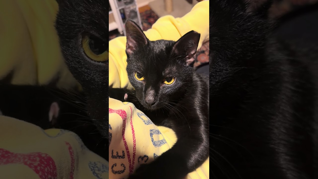 Enlarge Zephyr, a ADOPTABLE Domestic Short Hair in Manhasset, NY video 4/6